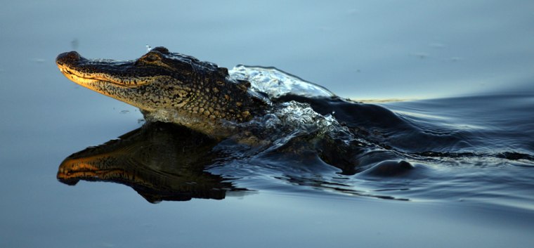 **ADVANCE FOR WEEKEND MAY 27-29**An alligator swims away in Lake Okeechobee near Belle Glade, Fla., Thursday, May 4, 2006. In early May, biologists take to the waters of Lake Okeechobee as part of Florida's annual alligator survey used to set the number of hunting permits to be issued in coming years, a process that became more urgent recently after an unprecedented three fatal alligator attack in one week. (AP Photo/Luis M. Alvarez)