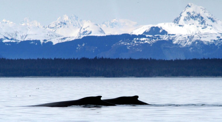 Humpback whales at the mouth of Glacier Bay, Alaska.