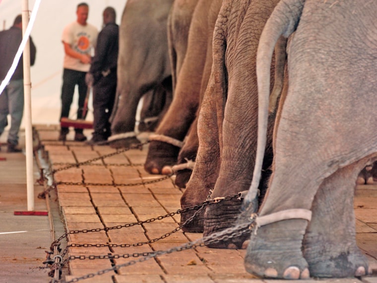 This photo provided by the Animal Protection Institute taken in January 2005 in Jacksonville, Fla., shows elephants of Ringling Brothers Circus being chained immediately after their unloading form the transport train and walk to the arena. The stars of the Ringling Bros. and Barnum & Bailey Circus are at the heart of a bitter animal-care fight that's dragged through court for six years already and is inching toward a trial.