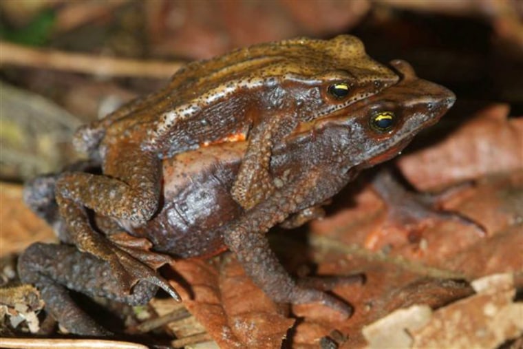 A new Colombian protected area is the focal point for efforts to save amphibians from a deadly fungus decimating their populations in Central and South America