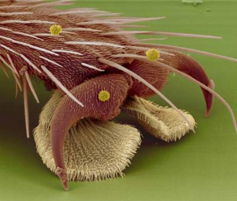Close-up of the tacky hairs and claws on a fly foot.
