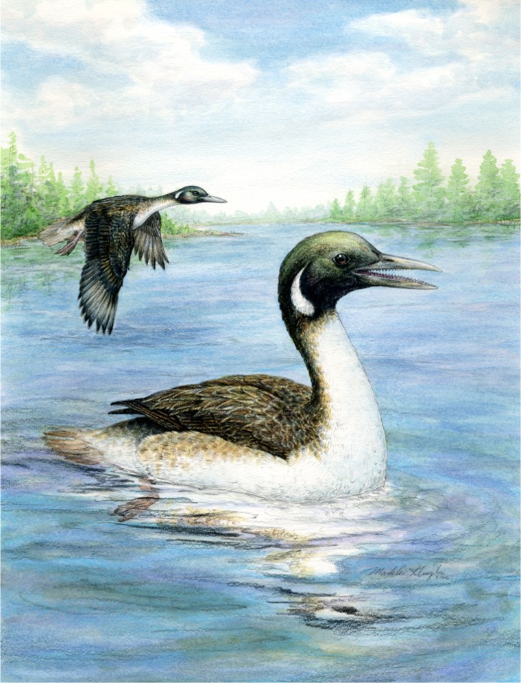 An artist's conception shows Gansus yumenensis as it may have looked 110 million years ago in a lake in what is now the Changma Basin of China's Gansu province. Despite its antiquity, Gansus was remarkably closely related to modern birds, scientists say.