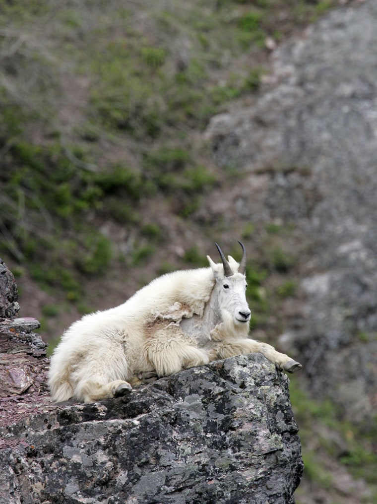 ** FOR IMMEDIATE RELEASE--FILE **A mountain goat rests on a cliff in Glacier National Park, Mont., in this May. 14, 2004, file photo.  (AP Photo/Heather Forcier/FILE)