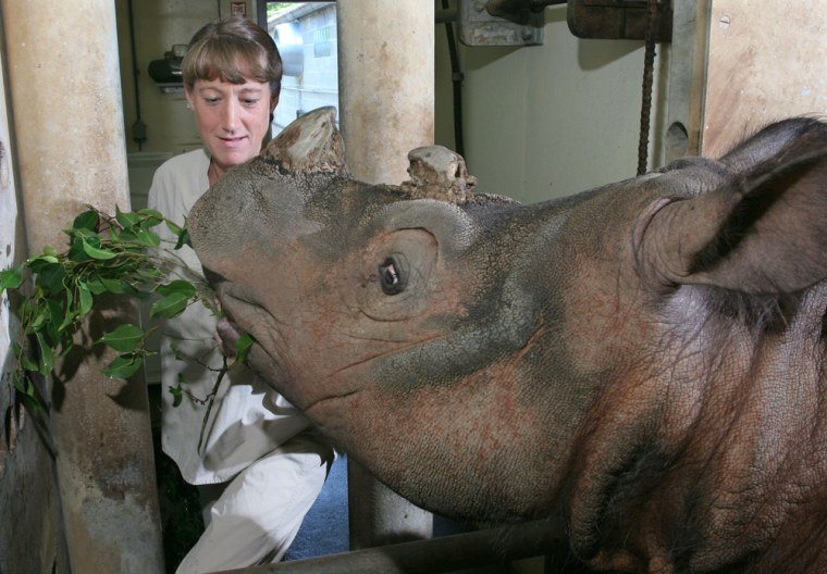 Dr. Terri Roth, Emi, sumatran rhino