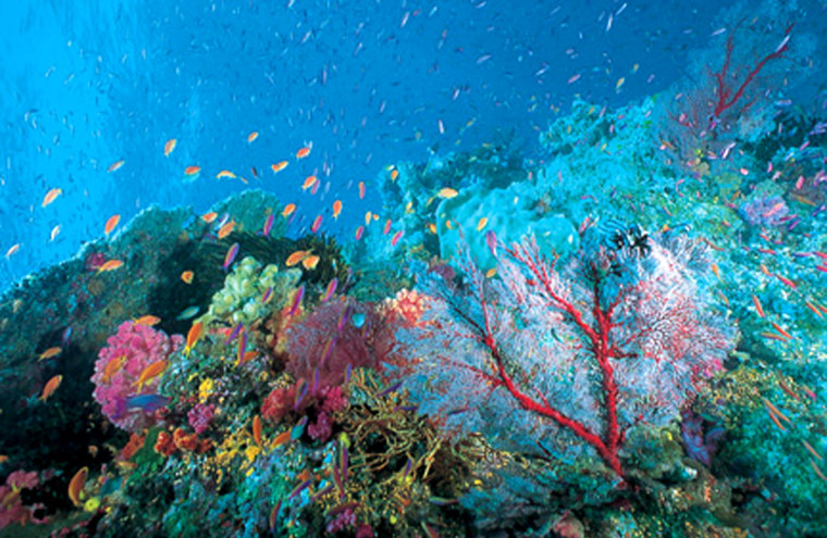 At a color-choked site called Chimneys off Namena Island, anthias and fairy basslets twirl, twist, rise and fall over a Fauvist dream forest of corals.