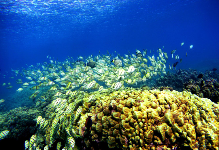 Coral Reefs In Danger