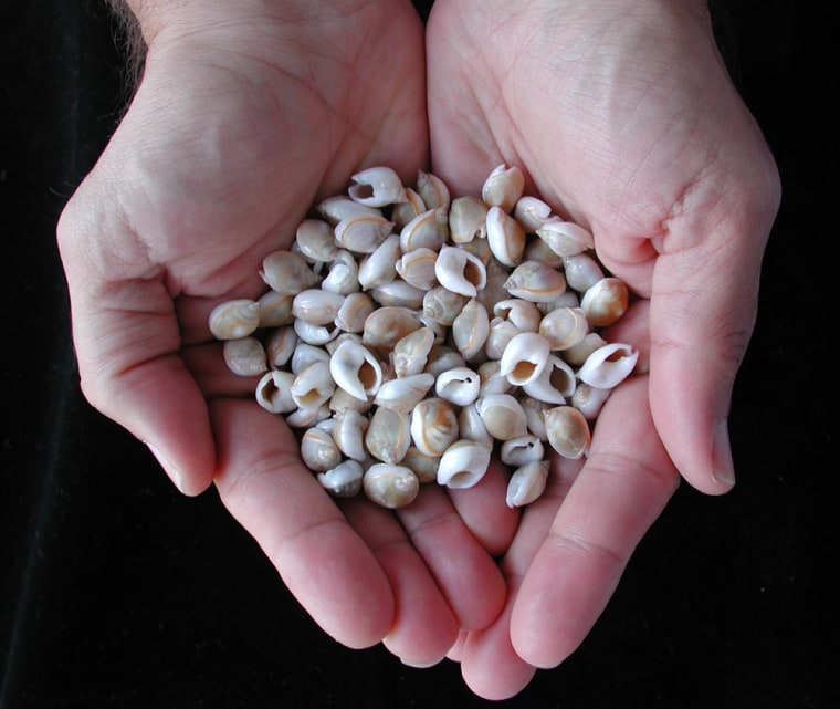 Two hands full of modern Nassarius gibbosulus shells.