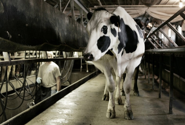 To some consumers, feedlot milk does not follow the spirit of organic farming.