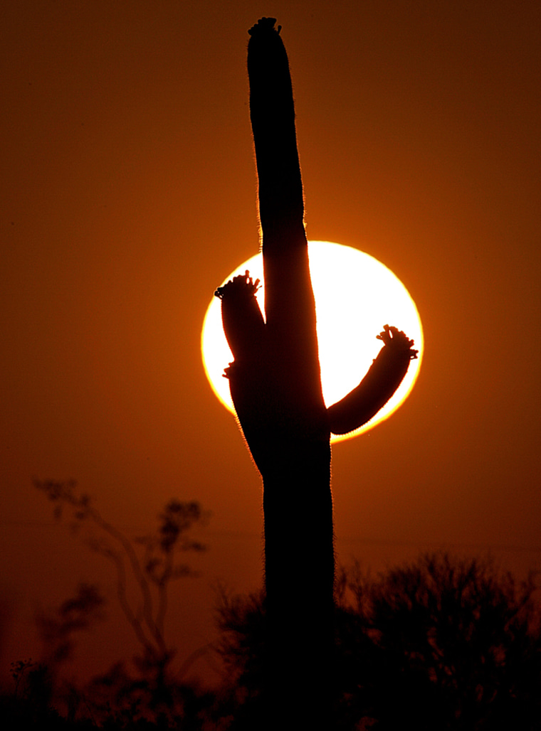 A saguaro cactus is silhouetted as the sun sets over the Southwestern desert in Picacho Peak, Ariz.