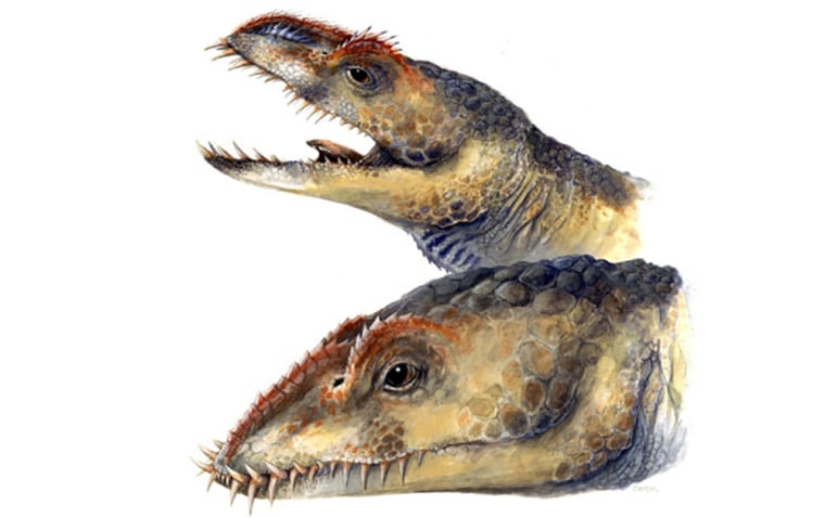 An artist's illustration shows the head and neck of an adult (top) and juvenile (bottom) Umoonasaurus, a newly identified plesiosaur species.