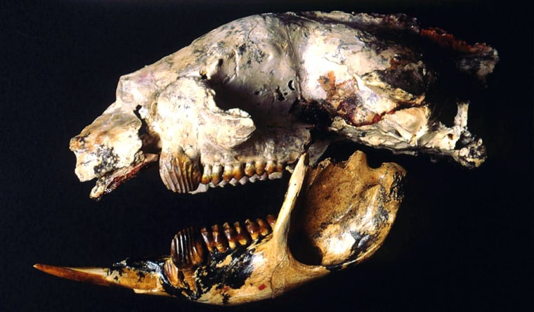 The skull of an extinct giant, meat-eating kangaroo known as Ekaltadeta which lived 23 million to 29 million years ago is shown in a University of New South Wales undated handout photograph