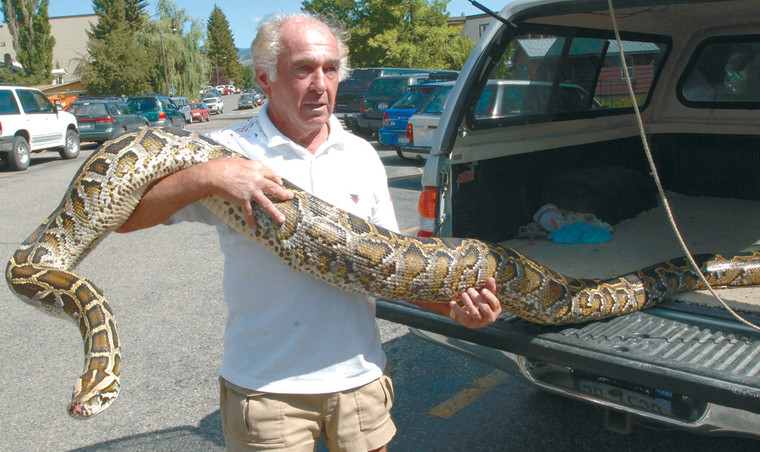 Surgery removes electric blanket from python