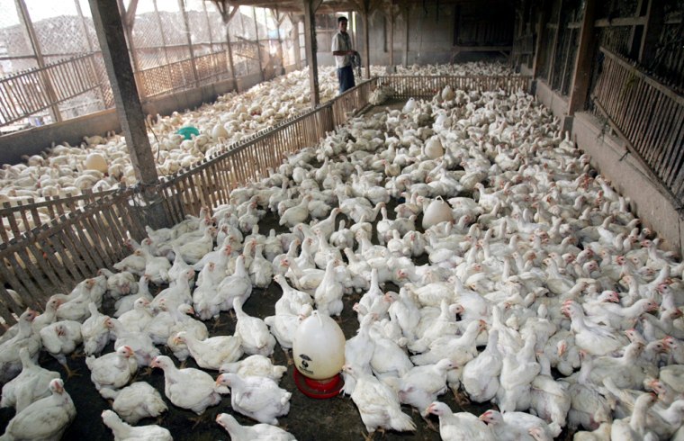 Chickens are kept in a barn before being sent to a local market in central Jakarta