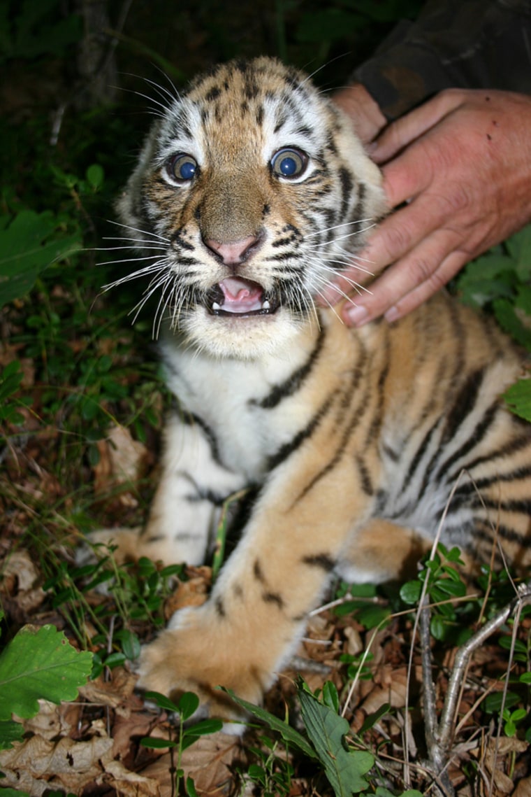 Amur tiger cub in the Russian Far East.