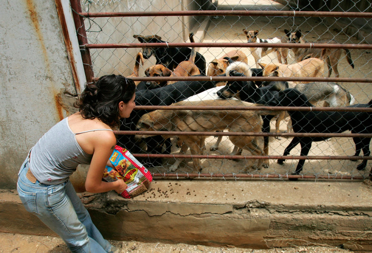 Beirut for the Ethical Treatment of Animals (BETA) co-founder Joelle el-Massih feeds dogs Tuesday at a farm in Monteverde, 9 miles east of Beirut, Lebanon.