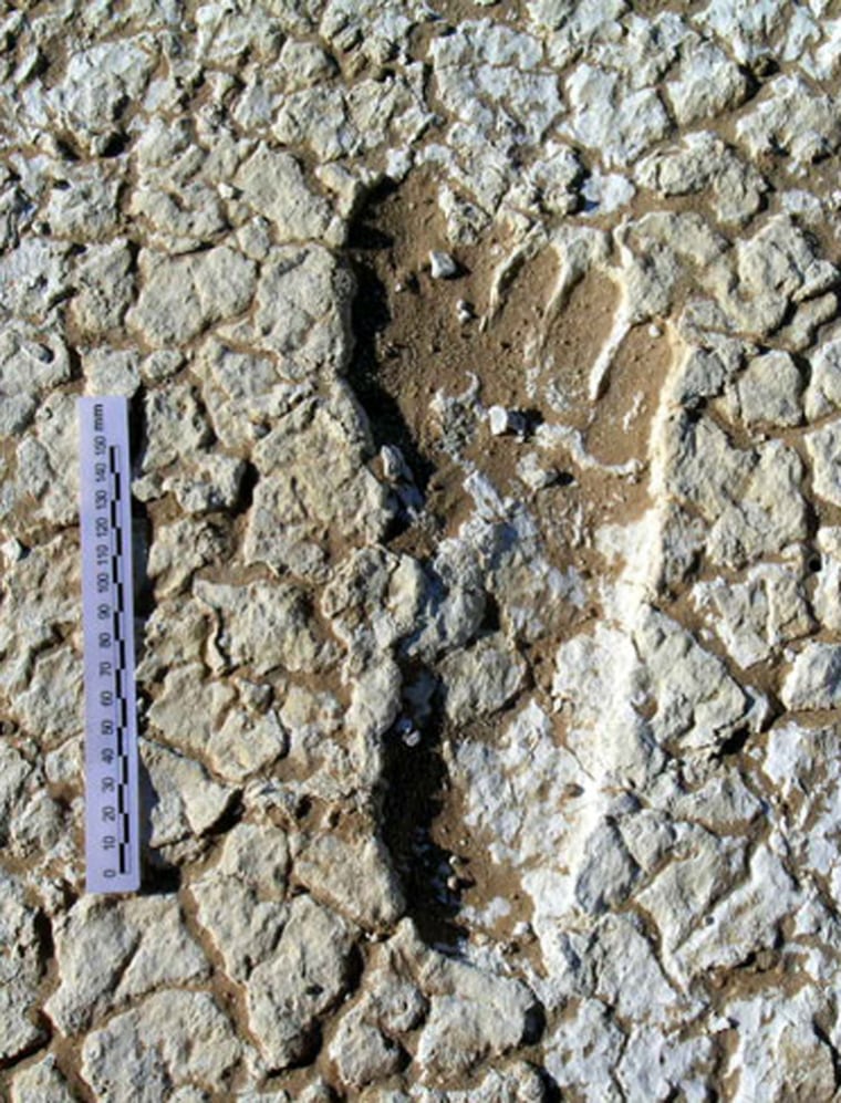 Researchers recently uncovered 457 human Pleistocene-era footprints on the margins of a dry lakebed in Australia. Some of the footprints are so detailed that toe impressions can be seen.