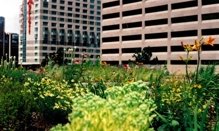 Undated photograph, courtesy Green Roofs for Healt
