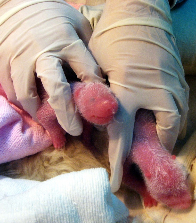 A worker uses gloves to handle day old male panda twin cubs at the Chengdu Giant Panda Breeding and Research Center in southwest China's Sichuan province, on Monday. A 7-year old panda "Qi Yuan" gave birth to the panda twins on Sunday evening. 