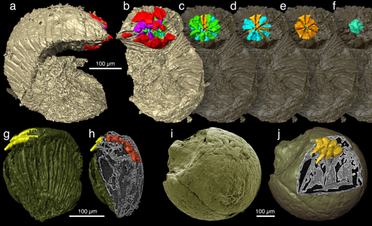 A series of images, created using a new scanning technique, shows the interior or fossil embryos of an ancient relative of the penis worm known as Markuelia. The creature lived in China and Siberia in the Cambrian Period.