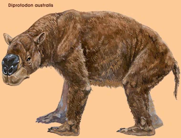 University of Melbourne and La Trobe University handout artist's impression shows a creature resembling a giant wombat known as Diprotodon australis