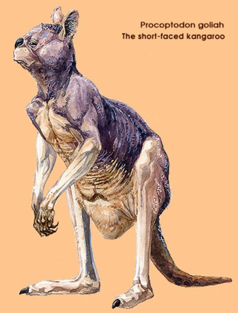 University of Melbourne and La Trobe University handout artist's impression shows a giant Kangaroo, or Procotoptodon goliah