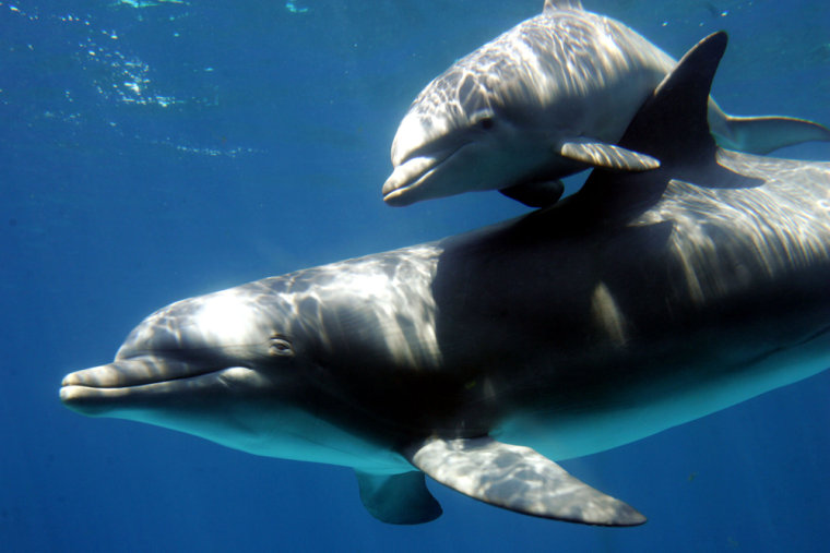 Bottlenose dolphin baby swims with its mother at Barcelona's Zoo