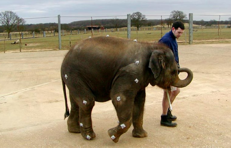 A young elephant steps out at Whipsnade Wild Animal Park, UK, while cameras record the movement of the disc shaped markers on its legs and back. 