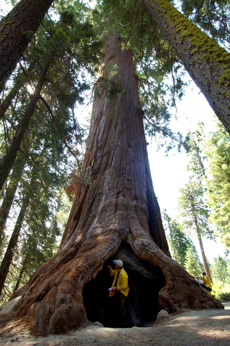 The Giant Sequoia National Monument includes trees like this 2,000-year-old specimen. The Bush administration wants to thin much smaller and younger trees within the monument it says are a fire hazard, but a judge has blocked the policy.