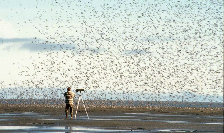 A U.S. Fish and Wildlife Service biologist conducts shore bird research inside the Yukon Delta National Wildlife Refuge in southwest Alaska.