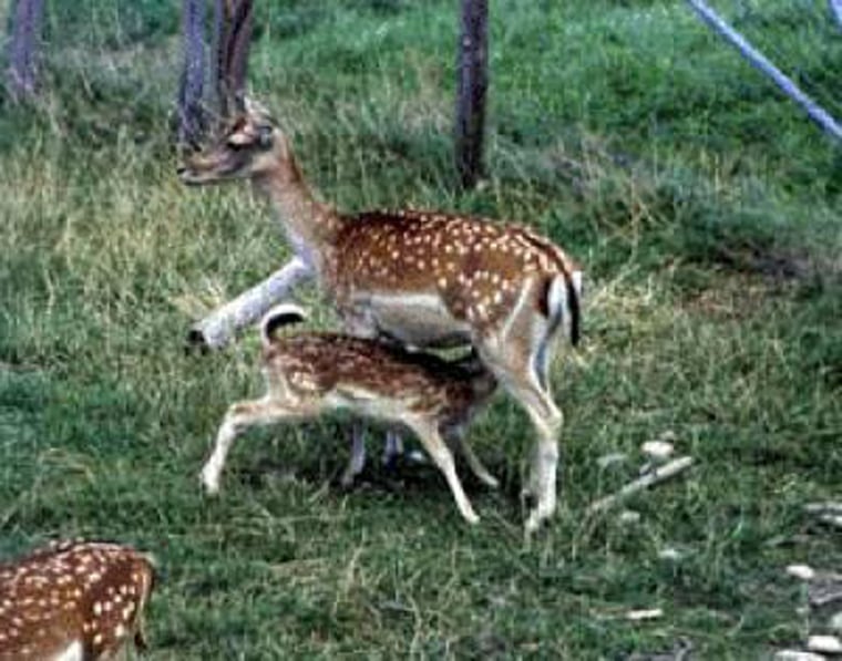 Researchers have found that adult female deer have distinctive calls, while fawns don't. 