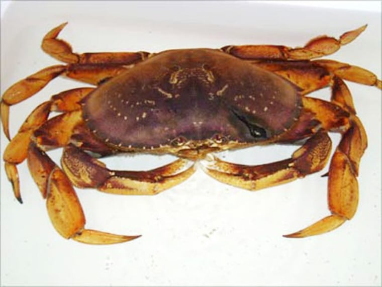 This 18-cm wide male Dungeness crab, a West Coast species, was caught two miles east of Thatcher Island, Mass., and many miles away from home.