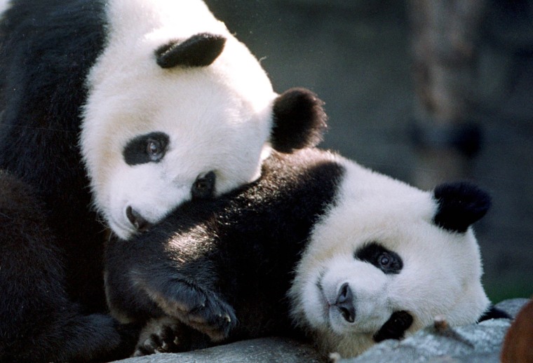 Two rare giant pandas, Yang Yang (L) and Lun Lun p