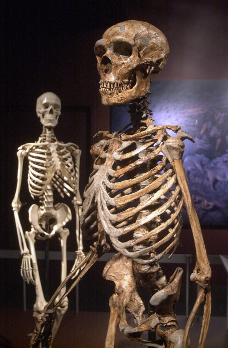 A reconstructed Neanderthal skeleton, right, and a modern version of a Homo sapiens skeleton are displayed at the Museaum of Natural History in New York. Research suggestsion that it is the human, not the Neanderthal, that strays in the human family tree.