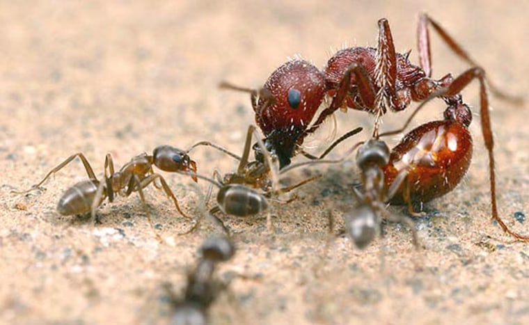 Small Argentine ants attack a much larger harvester ant. The Argentine ants have a chemical sense that allows them to detect friend or foe — and scientists have found a way to turn that trait against the invasive critters.
