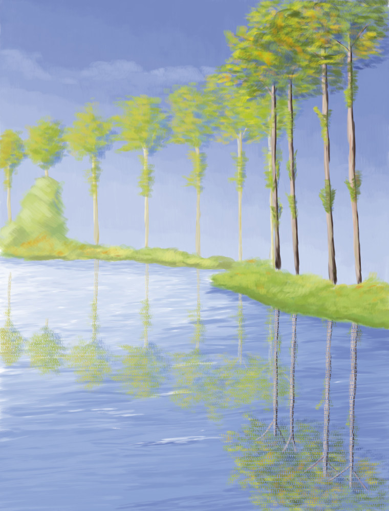 Poplars line a stream bank in an image inspired by Monet's impressionist paintings. The image depicts a clonally propagated stand of poplar trees, with a symbolic reflection of the genomewide duplication. The winding row of trees conjures up an image of a single-stranded DNA helix. 