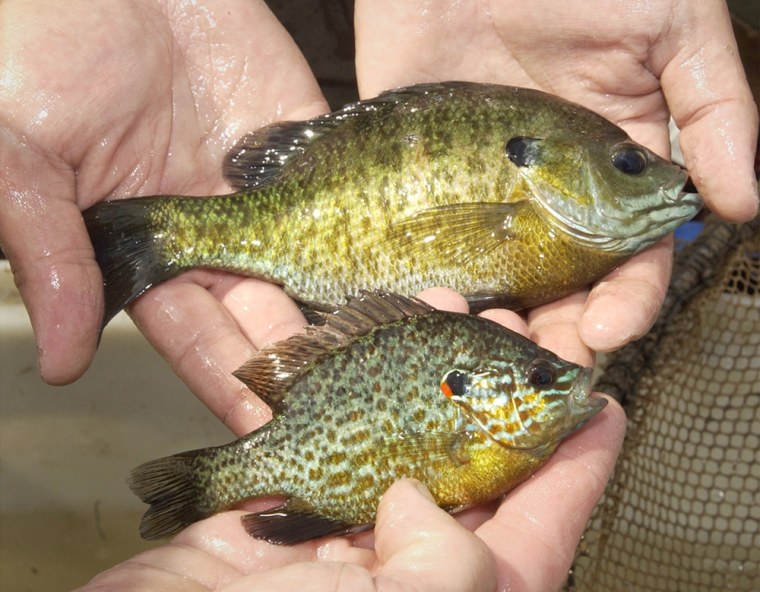 Bluegills like the one shown at top in this picture can detect even minute levels of toxins in water. The slightly smaller pumpkinseed sunfish is a closely related species.