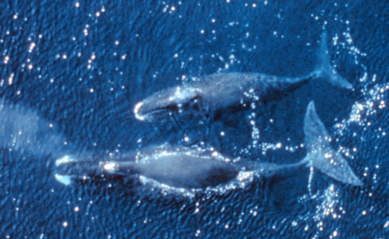Bowhead whales like this mother and calf migrate through the Beaufort Sea off northern Alaska in summer.