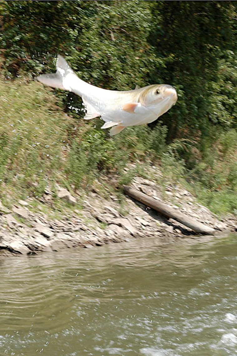 An Asian silver carp shoots out of the water along the Missouri River.