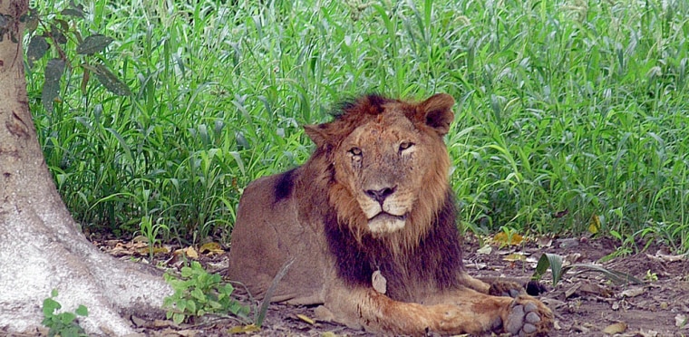This hybrid lion is among those protected by a special enclosure from stronger ones at the Chhatbir Zoo near Chandigarh, India.