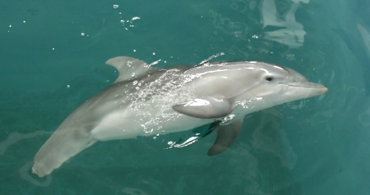 Winter, an almost one-year-old bottlenose dolphin, poses for a photo on Sept. 13, 2006 at the Clearwater Marine Aquarium in Clearwater, Fla.