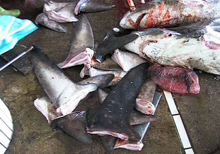 A mixture of shark fins after auction in a fish market in eastern Taiwan. The sharks are from a coastal long-line fishery, targeting tuna and swordfish. Among the species in this market were dusky, sandbar, and thresher sharks.