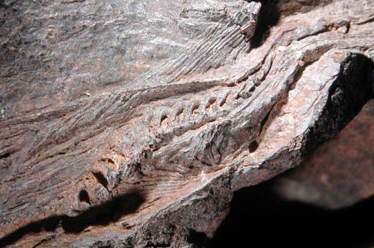 This ichthyosaur fossil actually contains two embryos curled up against the rib cage. The ribs, vertebrae, skull and teeth are visible, with the head bent backwards over the body and to the right.