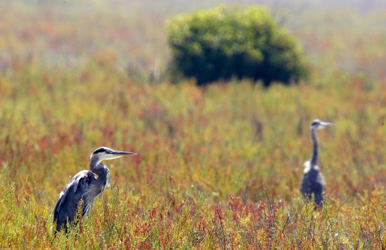 Great blue herons are seen in the Ballona Wetland Ecological Reserve near Marina del Rey, Calif. After the birds secure food in the wetlands, they return to their nests, typically built in tall palm trees near populated areas, including over restaurants, and in areas which are being redeveloped, to eat.