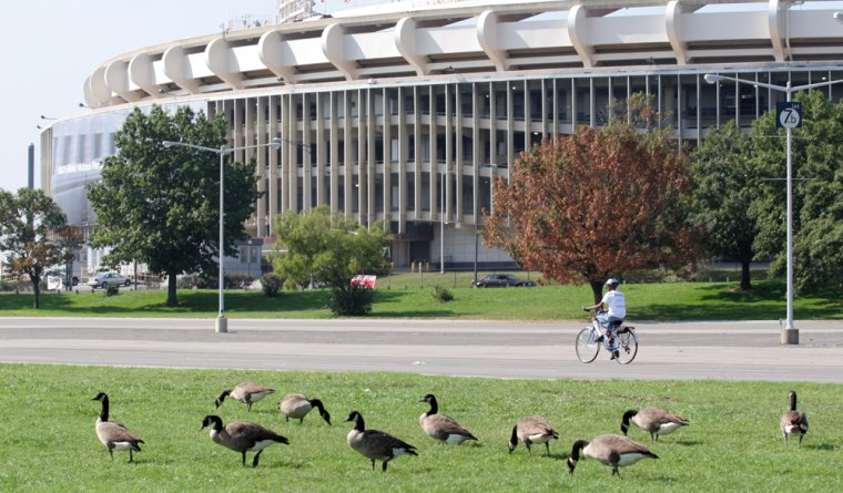 Geese, such as these at RFK Stadium in Washington, D.C., are among the wildlife generating most of the bad bacteria in the region's rivers, scientists say.
