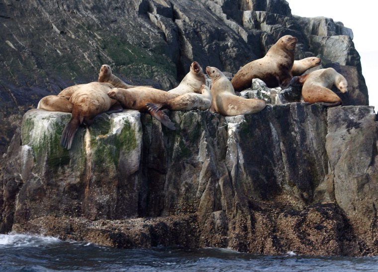 Steller sea lions gather on a rock on Chiswell Island, 35 miles south of Seward, Alaska. Cameras trained on the rookery are providing streaming video, with sound, of some of the most intimate moments in the lives of the endangered animals. 