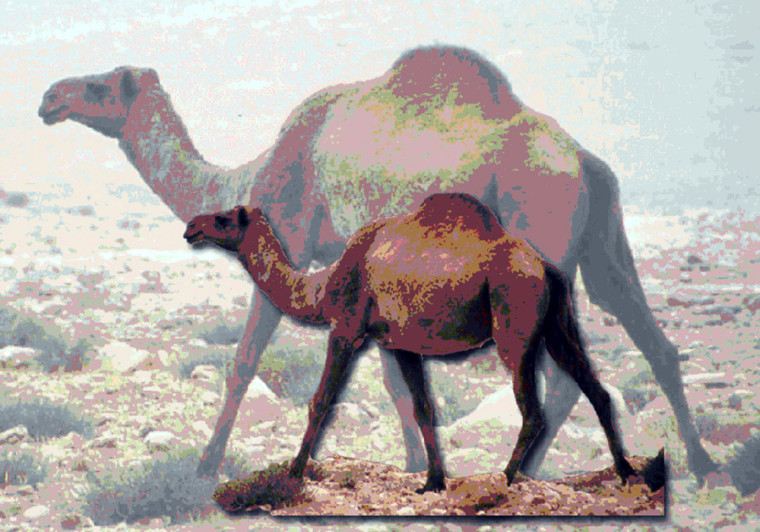 This rendering shows a modern-day camel (front) juxtaposed atop a giant camel (background.) The bones of a giant camel dating back 100,000 years were discovered by a joint Syrian-Swiss archaeological team about 250 kilometers northeast of Damascus.
