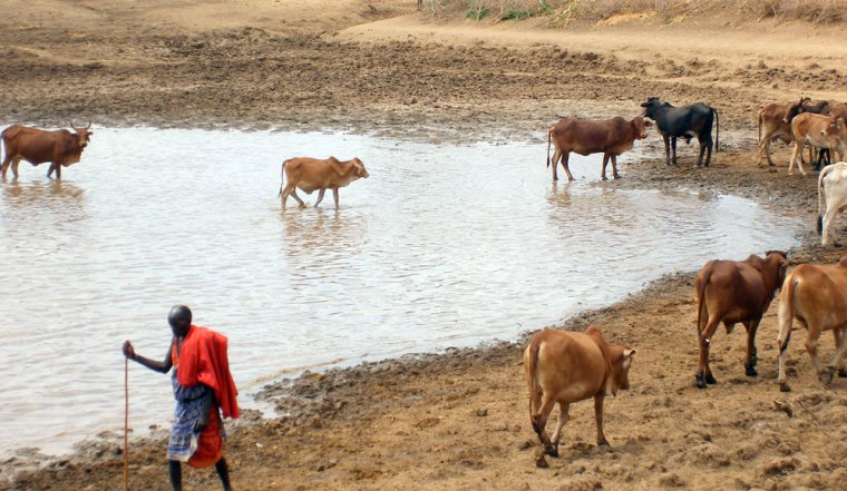 A Maasai man walks past his cattle in Kajiado, Kenya. Hundreds of Maasai herdsman drove their cattle deep into a Kenyan game park on Tuesday to protest what they see as illegal seizure of their land. 