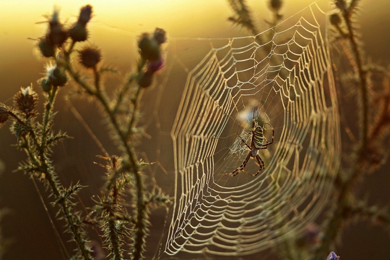 A spider guards his web covered by the m