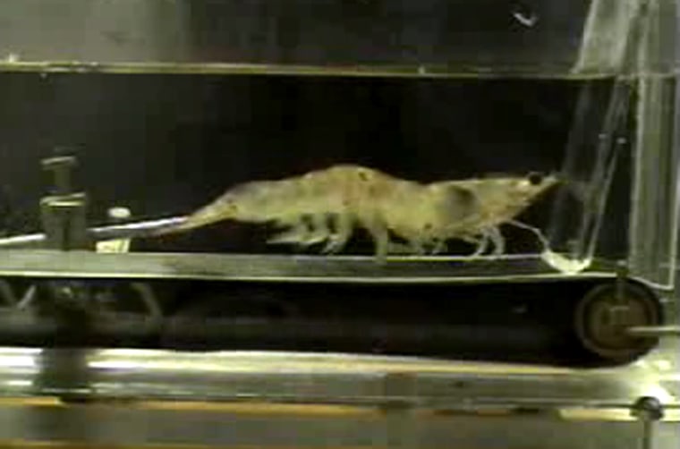 The shrimp treadmill allows researchers to measure the activity of an exercising shrimp for a set period of time at known speed and oxygen levels. 