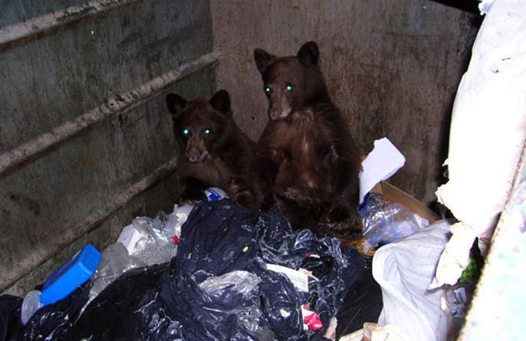 Two cubs caught dumpster diving in Zephyr Cove Campground in Lake Tahoe, Nevada. 
